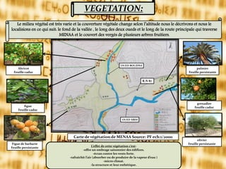 VEGETATION:
Le milieu végétal est très varie et la couverture végétale change selon l’altitude nous le décrivons et nous le
localisions en ce qui suit: le fond de la vallée , le long des deux oueds et le long de la route principale qui traverse
MENAA et le couvert des vergés de plusieurs arbres fruitiers.
Carte de végétation de MENAA Source: PF ech:1/2000
Abricot
Feuille caduc
figue
Feuille caduc
Figue de barbarie
Feuille persistante
palmier
Feuille persistante
olivier
Feuille persistante
grenadier
Feuille caduc
L’effet de cette végétation c’est:
-offre un ombrage saisonnier des édifices.
-écran contre les vents forte.
-rafraichit l’air (absorber ou de produire de la vapeur d’eau )
-micro climat.
-la structure et leur esthétique.
OUED BOUZINA
OUED ABDI
R.N 87
 
