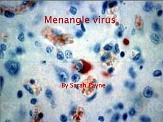 Menangle virus   By Sarah Payne 