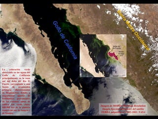 desembocadura actual
del Río El Fuerte
La coloración verde
observada en las aguas del
Golfo de California
principalmente e...