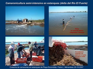 Camaronicultura semi-intensiva en estanques (delta del Río El Fuerte)
Cosecha de camarones en estanques de Playa Escondida...