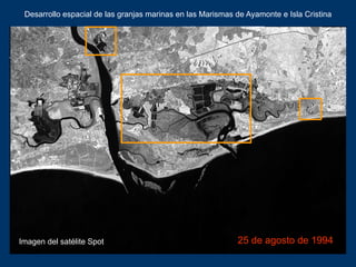 25 de agosto de 1994
Desarrollo espacial de las granjas marinas en las Marismas de Ayamonte e Isla Cristina
Imagen del sat...