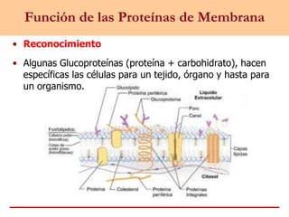 Función de las Proteínas de Membrana
• Reconocimiento
• Algunas Glucoproteínas (proteína + carbohidrato), hacen
específicas las células para un tejido, órgano y hasta para
un organismo.
 
