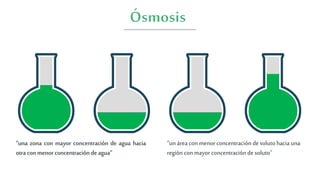 “unáreaconmenorconcentracióndesoluto hacia una
región conmayor concentración de soluto”
“una zona con mayor concentración de agua hacia
otra conmenor concentración deagua”
 