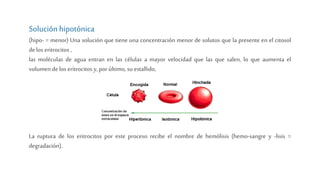 Solución hipotónica
(hipo- = menor) Una solución que tiene una concentración menor de solutos que la presente en el citosol
delos eritrocitos ,
las moléculas de agua entran en las células a mayor velocidad que las que salen, lo que aumenta el
volumen delos eritrocitos y, por último, su estallido,
La ruptura de los eritrocitos por este proceso recibe el nombre de hemólisis (hemo-sangre y -lisis =
degradación).
 