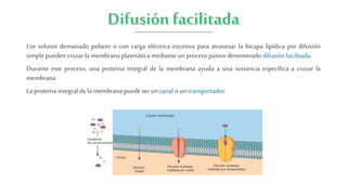 Los solutos demasiado polares o con carga eléctrica excesiva para atravesar la bicapa lipídica por difusión
simple pueden cruzarla membrana plasmática mediante unproceso pasivo denominado difusión facilitada.
Durante este proceso, una proteína integral de la membrana ayuda a una sustancia específica a cruzar la
membrana.
La proteína integral dela membrana puedeser uncanal oun transportador.
 