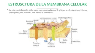 • Las colas hidrófobas delos ácidos grasos presentes encada mitad dela bicapa se enfrentan entre sí y forman
una región no polar, hidrófoba, en el interior dela membrana.
 