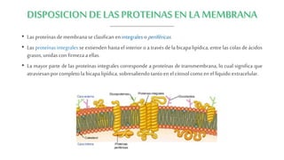 • Las proteínas demembrana seclasifican en integrales operiféricas.
• Las proteínas integrales se extienden hasta el interior o a través de la bicapa lipídica, entre las colas de ácidos
grasos, unidas confirmeza a ellas.
• La mayor parte de las proteínas integrales corresponde a proteínas de transmembrana, lo cual significa que
atraviesan porcompleto la bicapa lipídica, sobresaliendo tanto enel citosol como enel líquido extracelular.
 