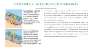 • Las proteínas integrales también pueden actuar como conectores
(proteínas de unión), que unen las proteínas en las membranas plasmáticas
de las células vecinas entre sí o con los filamentos proteicos que se
encuentran dentro y fuera de la célula. Las proteínas periféricas también
sirvencomoenzimasyconectores.
• Las glucoproteínas y los glucolípidos de la membrana actúan con
frecuencia como marcadores de la identidad celular. Pueden permitirle a
una célula (1) reconocer a otras de la misma clase durante la formación de
los tejidos o (2) reconocer y responder a células extrañas potencialmente
peligrosas. Cuando un paciente recibe una transfusión de sangre, el tipo de
sangre debe ser compatible con la del receptor o, de lo contrario, los
eritrocitosexperimentaránunareacciónde aglutinación.
 