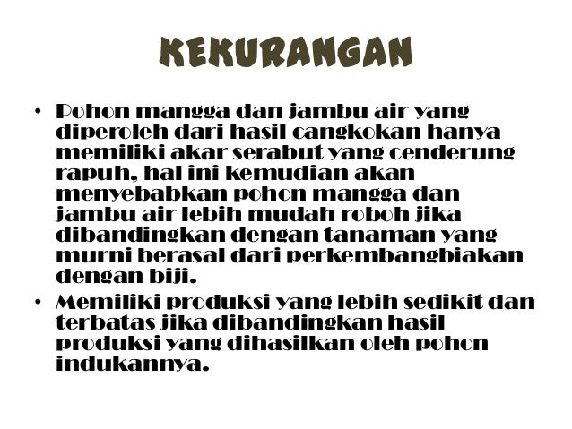 Mencangkok Mangga Dan Jambu Air Mencangkok Mangga Dan Jambu Air