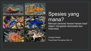 Spesies yang
mana?
Mencari peranan hewan-hewan kecil
dalam mengasah ekowisata laut
Indonesia
Anargha Setiadi
Pusat Riset Perubahan Iklim UI
 