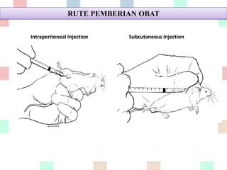 Mencit (mus musculus) sebagai hewan coba | PPTX