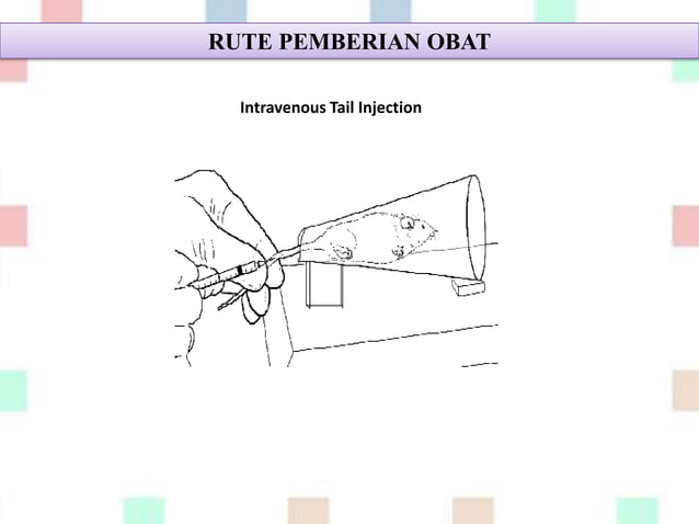 Mencit (mus musculus) sebagai hewan coba | PPTX