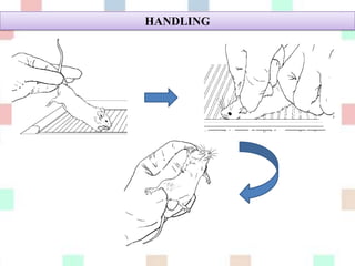 Mencit (mus musculus) sebagai hewan coba | PPTX