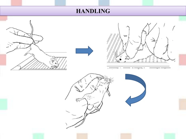 Mencit (mus musculus) sebagai hewan coba | PPTX