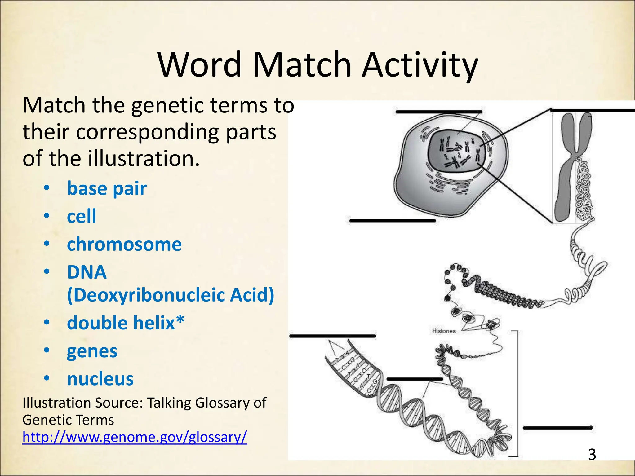 Word Match Activity
Match the genetic terms to
their corresponding parts
of the illustration.
• base pair
• cell
• chromosome
• DNA
(Deoxyribonucleic Acid)
• double helix*
• genes
• nucleus
Illustration Source: Talking Glossary of
Genetic Terms
http://www.genome.gov/glossary/
3
 
