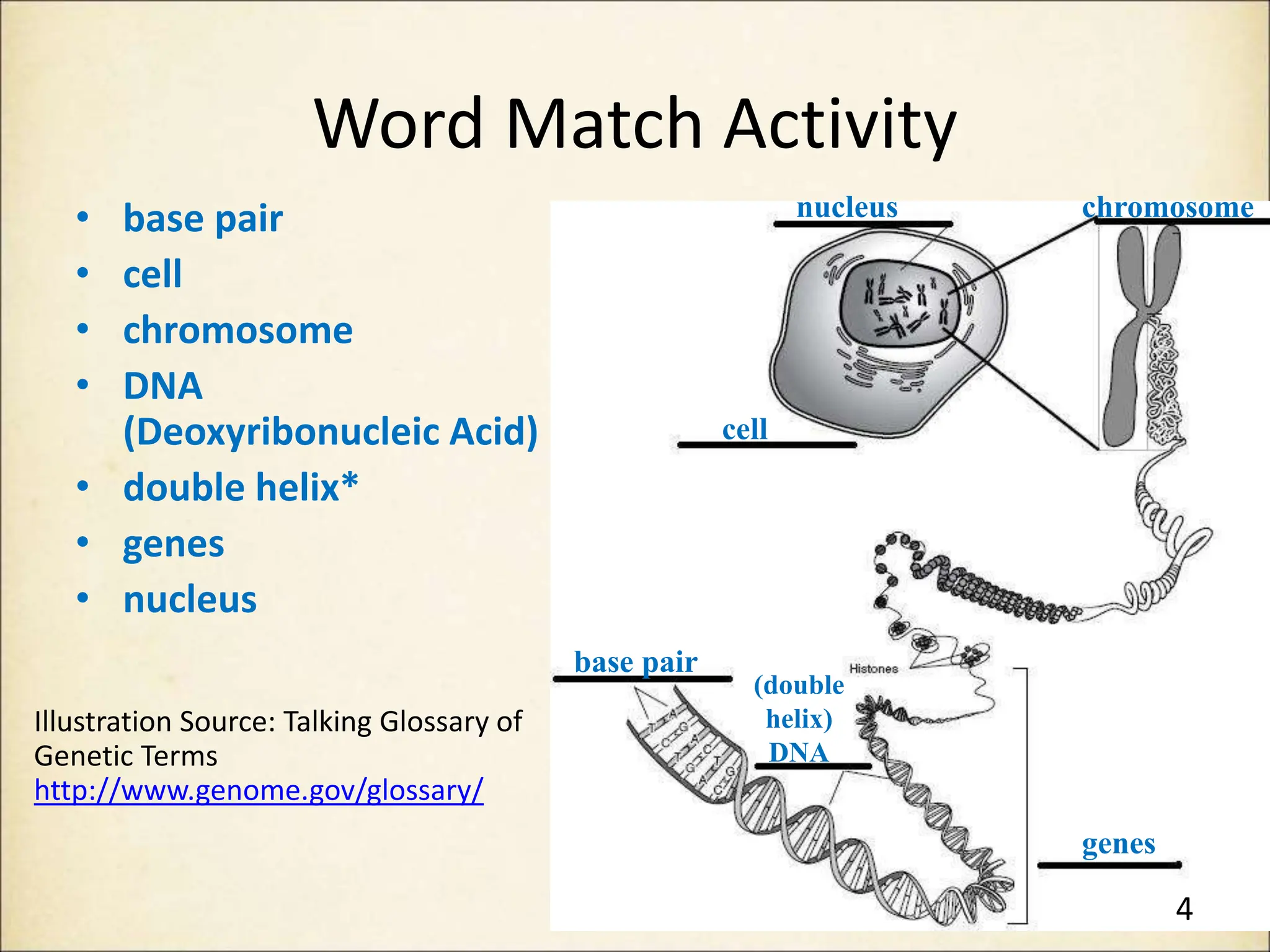 Word Match Activity
• base pair
• cell
• chromosome
• DNA
(Deoxyribonucleic Acid)
• double helix*
• genes
• nucleus
Illustration Source: Talking Glossary of
Genetic Terms
http://www.genome.gov/glossary/
base pair
cell
nucleus chromosome
(double
helix)
DNA
genes
4
 