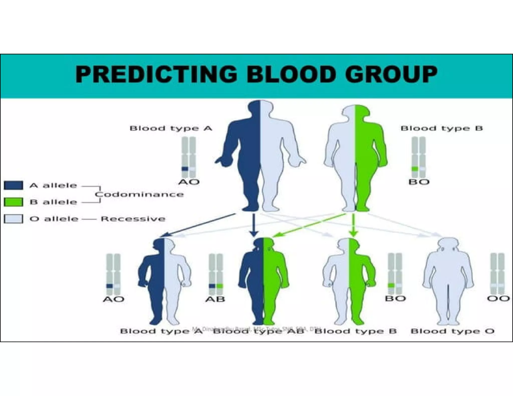 MENDALIAN THEORY OF INHERITANCE AND MULTIPLE BLOOD ALLOTS AND BLOOD ...