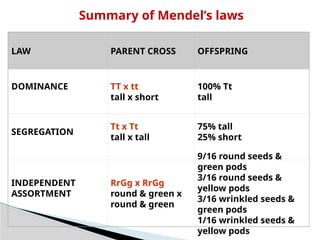 Mendals Set Math MENDALS LAW ..RISHABH.pptx Mendals law of inheritance oLaw of Dominance ...
