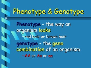 Phenotype & Genotype
Phenotype - the way an
organism looks
  – red hair or brown hair
genotype - the gene
combination of an organism
  – AA or Aa or aa
 