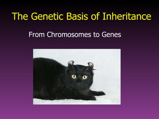 The Genetic Basis of Inheritance From Chromosomes to Genes 
