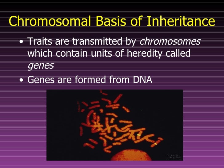 mendels principle of dominance