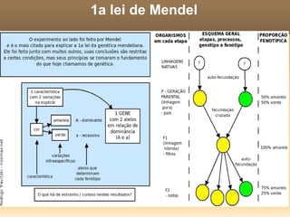 Cruzando ervilhas Veja ao lado como Mendel impedia a auto-fecundação (tesoura) e promovia a fecundação cruzada entre as ervilhas (pincel). 