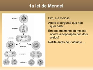 1a lei de Mendel Pois bem. A 1a lei diz que temos 2 alelos para cada característica (um recebido da mãe outro do pai) e que só passamos um deles para cada um de nossos filhos (ou seja, eles se separam na produção dos gametas). Mendel descobriu isso apenas cruzando ervilhas e contando o número de filhos em cada cruzamento. Por isso dizemos que o conceito de gene, sua ideia, nasceu antes da descoberta de sua base física, os cromossomos. 