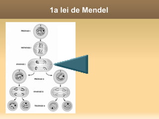 1a lei de Mendel Vamos fazer um esforço para entender melhor a base física da 1a lei de Mendel. Lembrando: os alelos se separam na produção dos gametas. Qual é mesmo o nome do processo que produz gametas?  (Pensando em animais. Nas plantas é um pouco diferente, mas isto não importa agora) 