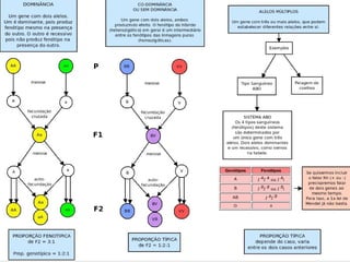 Em que momento da meiose ocorre a separação dos dois alelos? 