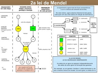 1a lei de Mendel Pois bem. Esta é a famosa 1a lei de Mendel, a origem de toda a genética moderna. Embora ela não seja universal (não vale para todos os casos de herança em todos os seres vivos conhecidos), seus princípios básicos se tornaram o fundamento matemático e conceitual de tudo que se faz hoje na área. 