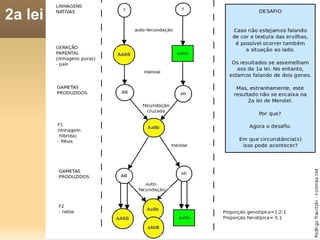 As duas leis de Mendel 