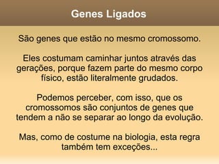 2a lei de Mendel Proporção genotípica de F2: 4:2:2:1:2:1:2:1:1 Bem complicado, dá um certo trabalho verificar. Vejamos agora um desafio mais produtivo, que além de estimular os neurônios, vai ajudar você nos estudos mais avançados de genética. Além disso, ao tentar entender o problema proposto a seguir, você entenderá melhor o significado da 2a lei de Mendel. 