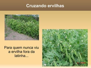 Considerado o ”pai” da genética  