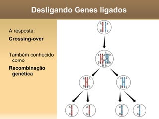2a lei de Mendel Tudo bem, apenas uma dica. Lembre-se de que as leis de Mendel se referem a um evento biológico específico, que é a produção de células reprodutivas, os gametas. Você já estudou este processo, a meiose, e já sabe qual é a base física dos genes (os cromossomos). Mendel não sabia nada disso. Agora volte alguns slides e pense mais um pouco... 