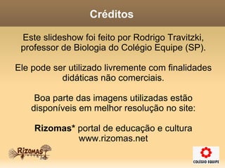 Genes Ligados São genes que estão no mesmo cromossomo. Eles costumam caminhar juntos através das gerações, porque fazem parte do mesmo corpo físico, estão literalmente grudados. Podemos perceber, com isso, que os cromossomos são conjuntos de genes que tendem a não se separar ao longo da evolução. Mas, como de costume na biologia, esta regra também tem exceções... 