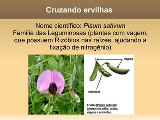 O que ele fez? Mendel cruzou plantas de ervilha entre si e observou como eram os filhos de cada cruzamento. Fez isso muitas vezes, de muitas formas diferentes. 