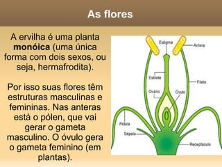 Cruzando ervilhas Para quem nunca viu a ervilha fora da latinha... 