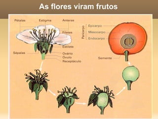 As flores A ervilha é uma planta  monóica  (uma única forma com dois sexos, ou seja, hermafrodita). Por isso suas flores têm estruturas masculinas e femininas. Nas anteras está o pólen, que vai gerar o gameta masculino. O óvulo gera o gameta feminino (em plantas). 