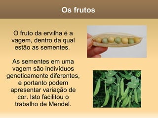 Para onde vão as flores? Você sabe o que acontece com as flores que não morrem? Não as flores de plástico. As flores que são polinizadas. O que acontece quando uma flor é polinizada? Reflita antes de prosseguir. 