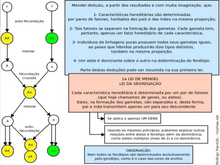 O Que Diz A 1 Lei De Mendel