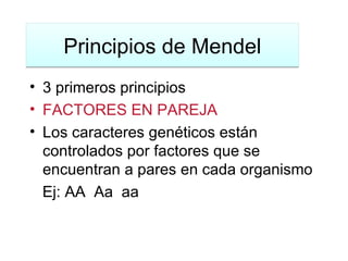 Principios de Mendel 3 primeros principios FACTORES EN PAREJA Los car acteres genéticos están controlados por factores que se encuentran a pares en cada organismo Ej: AA  Aa  aa 
