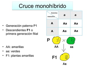 Cruce monoh íbrido Generaci ón paterna P1 Descendientes  F1  o primera generación filial AA: amarillas aa: verdes F1: plantas amarillas 