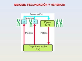 MEIOSIS, FECUNDACIÓN Y HERENCIAMEIOSIS, FECUNDACIÓN Y HERENCIA
 