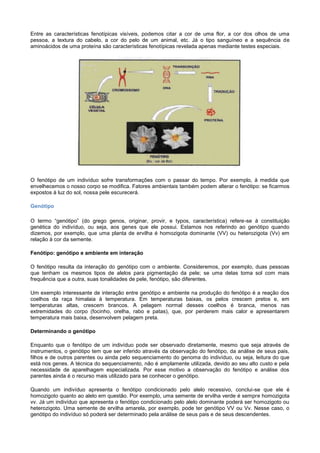 Entre as características fenotípicas visíveis, podemos citar a cor de uma flor, a cor dos olhos de uma
pessoa, a textura do cabelo, a cor do pelo de um animal, etc. Já o tipo sanguíneo e a sequência de
aminoácidos de uma proteína são características fenotípicas revelada apenas mediante testes especiais.




O fenótipo de um indivíduo sofre transformações com o passar do tempo. Por exemplo, à medida que
envelhecemos o nosso corpo se modifica. Fatores ambientais também podem alterar o fenótipo: se ficarmos
expostos à luz do sol, nossa pele escurecerá.

Genótipo

O termo “genótipo” (do grego genos, originar, provir, e typos, característica) refere-se à constituição
genética do indivíduo, ou seja, aos genes que ele possui. Estamos nos referindo ao genótipo quando
dizemos, por exemplo, que uma planta de ervilha é homozigota dominante (VV) ou heterozigota (Vv) em
relação à cor da semente.

Fenótipo: genótipo e ambiente em interação

O fenótipo resulta da interação do genótipo com o ambiente. Consideremos, por exemplo, duas pessoas
que tenham os mesmos tipos de alelos para pigmentação da pele; se uma delas toma sol com mais
frequência que a outra, suas tonalidades de pele, fenótipo, são diferentes.

Um exemplo interessante de interação entre genótipo e ambiente na produção do fenótipo é a reação dos
coelhos da raça himalaia à temperatura. Em temperaturas baixas, os pelos crescem pretos e, em
temperaturas altas, crescem brancos. A pelagem normal desses coelhos é branca, menos nas
extremidades do corpo (focinho, orelha, rabo e patas), que, por perderem mais calor e apresentarem
temperatura mais baixa, desenvolvem pelagem preta.

Determinando o genótipo

Enquanto que o fenótipo de um indivíduo pode ser observado diretamente, mesmo que seja através de
instrumentos, o genótipo tem que ser inferido através da observação do fenótipo, da análise de seus pais,
filhos e de outros parentes ou ainda pelo sequenciamento do genoma do indivíduo, ou seja, leitura do que
está nos genes. A técnica do sequenciamento, não é amplamente utilizada, devido ao seu alto custo e pela
necessidade de aparelhagem especializada. Por esse motivo a observação do fenótipo e análise dos
parentes ainda é o recurso mais utilizado para se conhecer o genótipo.

Quando um indivíduo apresenta o fenótipo condicionado pelo alelo recessivo, conclui-se que ele é
homozigoto quanto ao alelo em questão. Por exemplo, uma semente de ervilha verde é sempre homozigota
vv. Já um indivíduo que apresenta o fenótipo condicionado pelo alelo dominante poderá ser homozigoto ou
heterozigoto. Uma semente de ervilha amarela, por exemplo, pode ter genótipo VV ou Vv. Nesse caso, o
genótipo do indivíduo só poderá ser determinado pela análise de seus pais e de seus descendentes.
 
