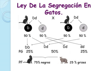 Ley De La Segregación En
         Gatos.
 
