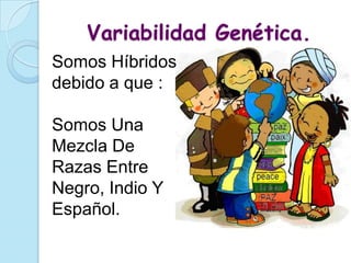 Variabilidad Genética.
Somos Híbridos
debido a que :

Somos Una
Mezcla De
Razas Entre
Negro, Indio Y
Español.
 