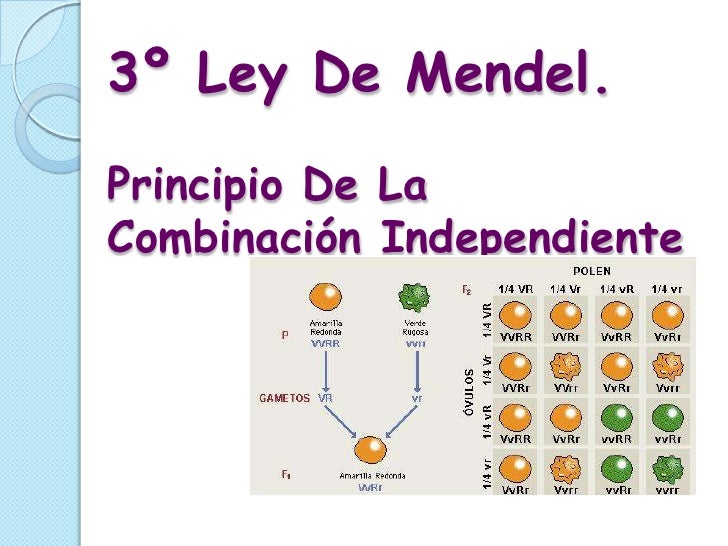 Explicacion De Las Leyes De Mendel Con Ejemplos Opciones De Ejemplo