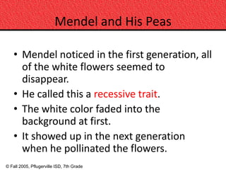 Mendel and His Peas

    • Mendel noticed in the first generation, all
      of the white flowers seemed to
      disappear.
    • He called this a recessive trait.
    • The white color faded into the
      background at first.
    • It showed up in the next generation
      when he pollinated the flowers.
© Fall 2005, Pflugerville ISD, 7th Grade
 