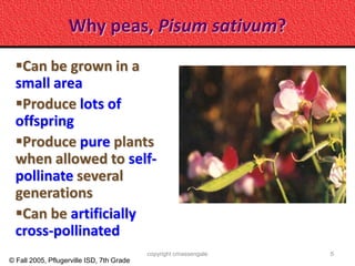 Why peas, Pisum sativum?
  Can be grown in a
  small area
  Produce lots of
  offspring
  Produce pure plants
  when allowed to self-
  pollinate several
  generations
  Can be artificially
  cross-pollinated
                                           copyright cmassengale   5
© Fall 2005, Pflugerville ISD, 7th Grade
 