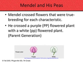 Mendel and His Peas
    • Mendel crossed flowers that were true-
      breeding for each characteristic.
    • He crossed a purple (PP) flowered plant
      with a white (pp) flowered plant.
      (Parent Generation)




                               http://biology.kenyon.edu/courses/biol114/KH_lecture_images/Mendel/Mendel.html

© Fall 2005, Pflugerville ISD, 7th Grade
 